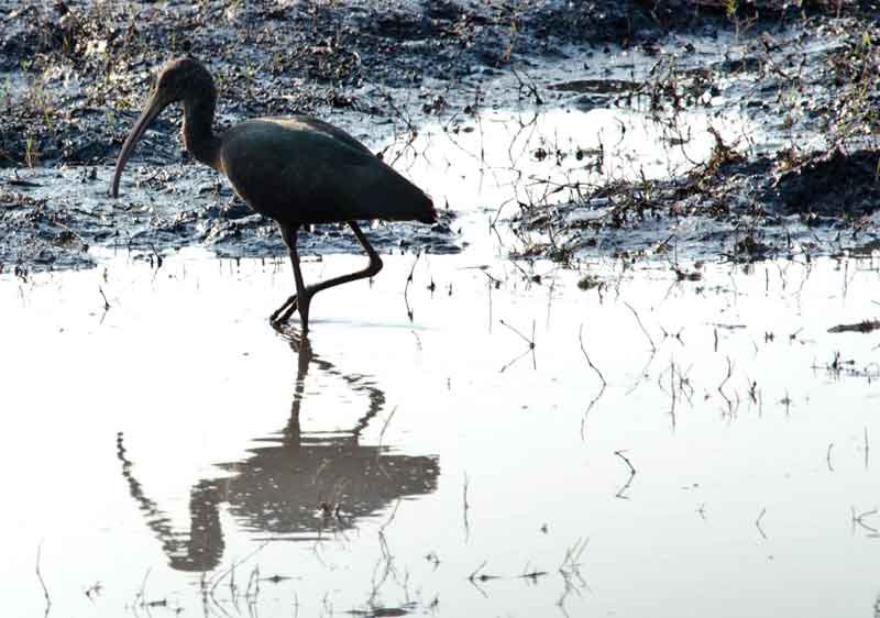 Ibi - parque nacional de Chobe - Botswana 1.jpg